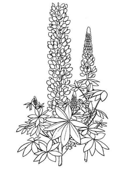 Люпин узколистный рисунок