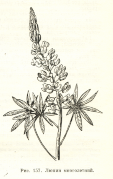 Люпины скетч