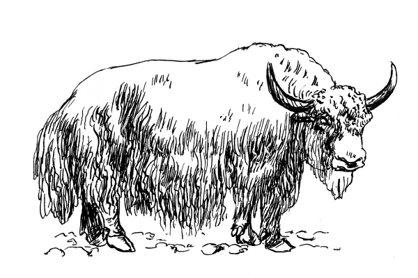 Черно белый овцебык