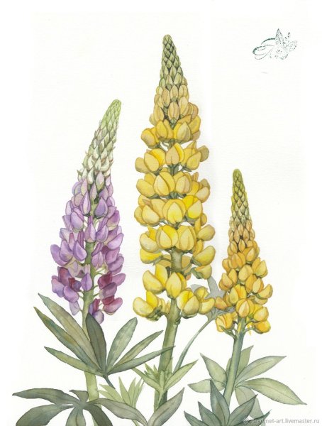 Люпины стилизация