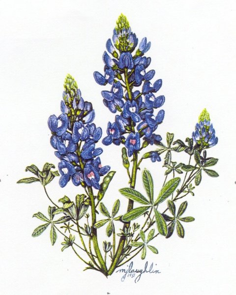 Раскраска Люпин цветок