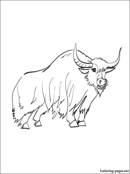 Овцебык раскраска для детей