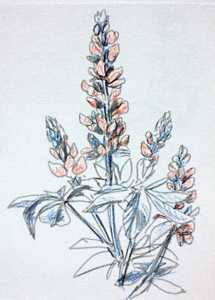 Раскраска Люпин цветок