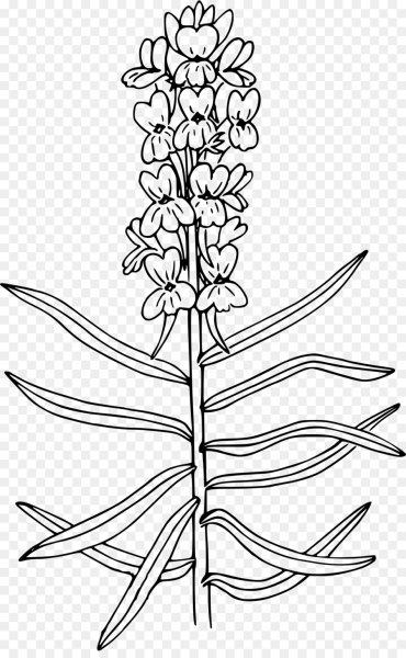 Lupinus polyphyllus плод