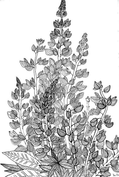 Люпин рисунок строение