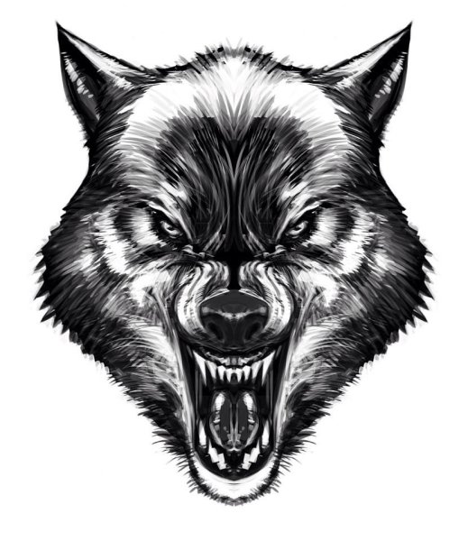 Оскал волка тату эскизы