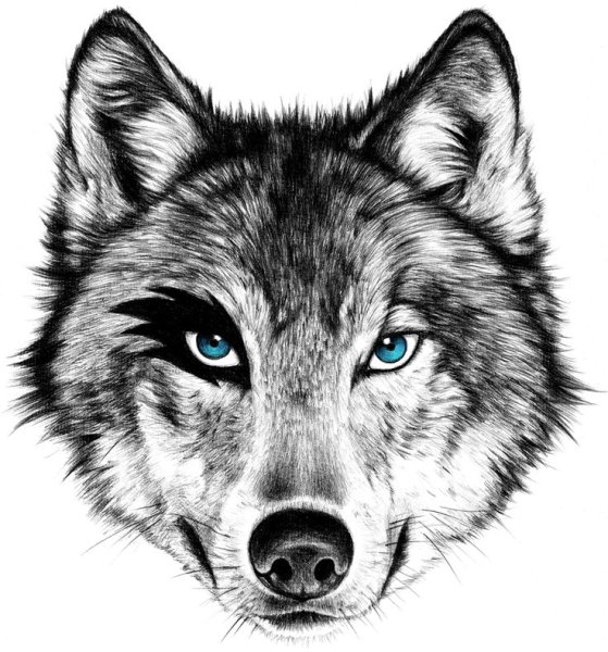 Морда волка