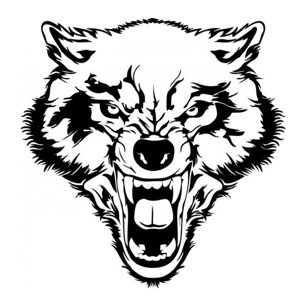 Волчий оскал на белом фоне