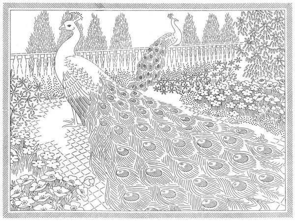 Раскраски для девочек сложные Павлин