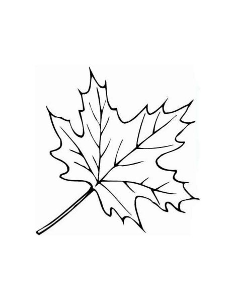 Лист клена раскраска