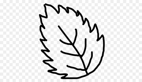 Контур листа на прозрачном фоне