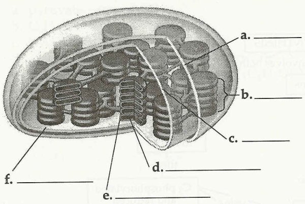 Строение хлоропласта рисунок