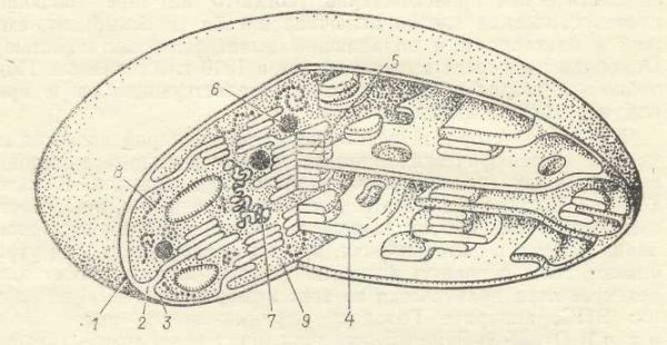 Хлоропласт строение чб