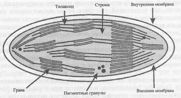 Схема строения хлоропласта