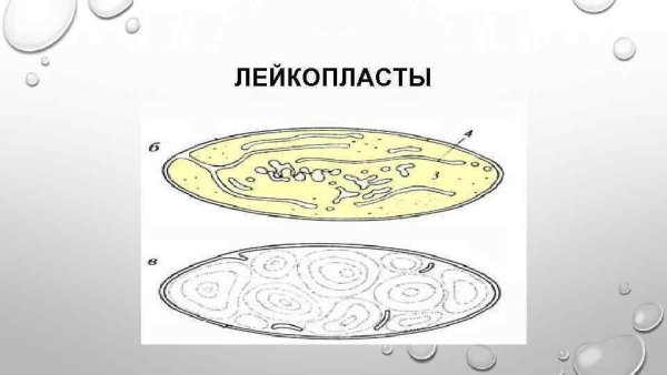 Пластиды лейкопласты строение