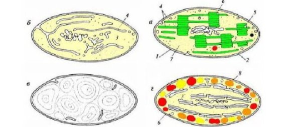 Строение пластид в клетке хлоропласты