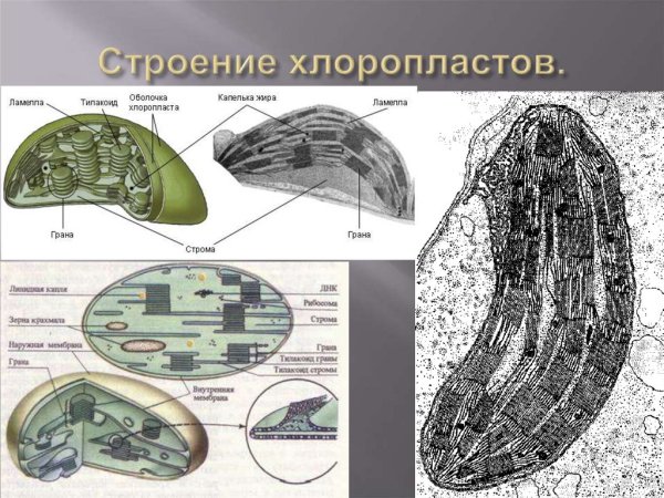 Ламеллы хлоропластов