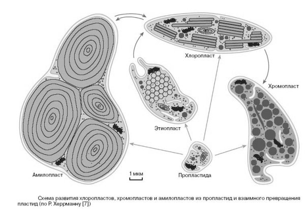 Взаимопревращение пластид схема