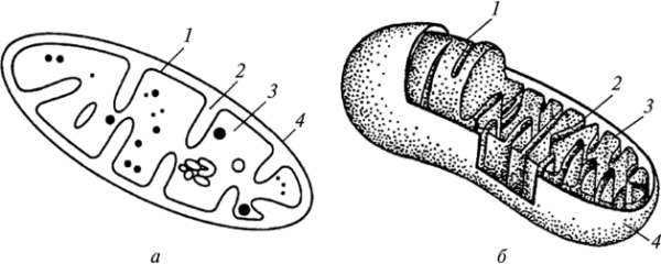 Рис мембрана митохондрии хлоропласты
