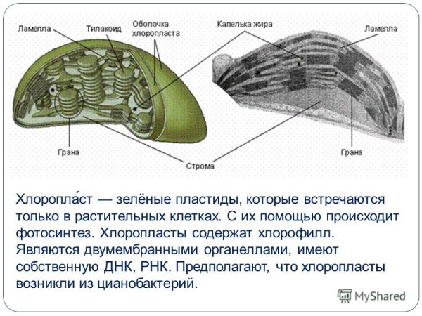Строение хлоропласта Строма