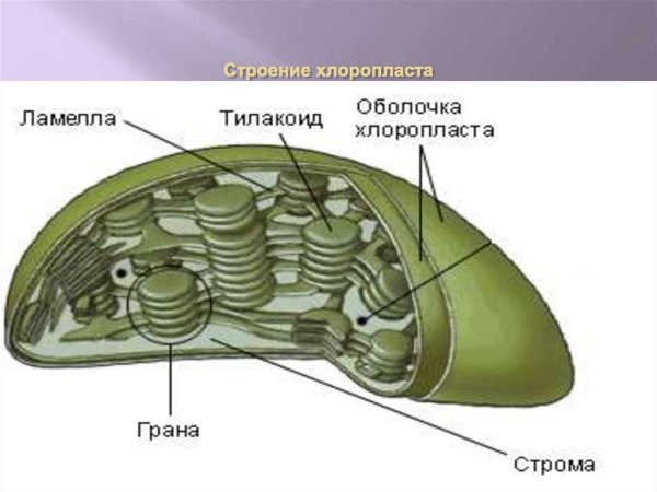 Строение хлоропласта Ламелла