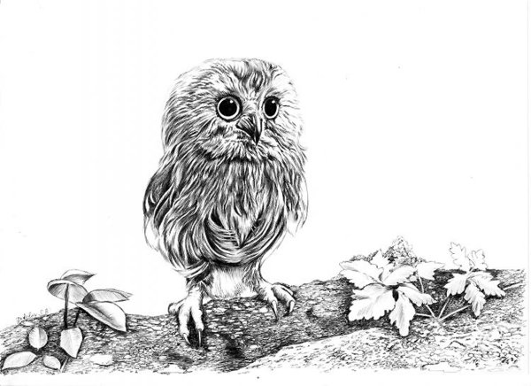 Птенцы Совы рисунок
