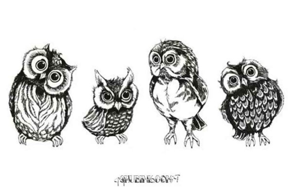 Совы картинки нарисованные