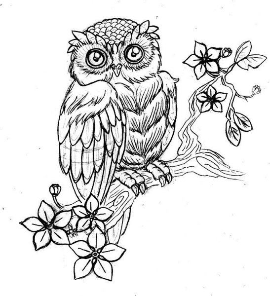 Сова на ветке раскраска