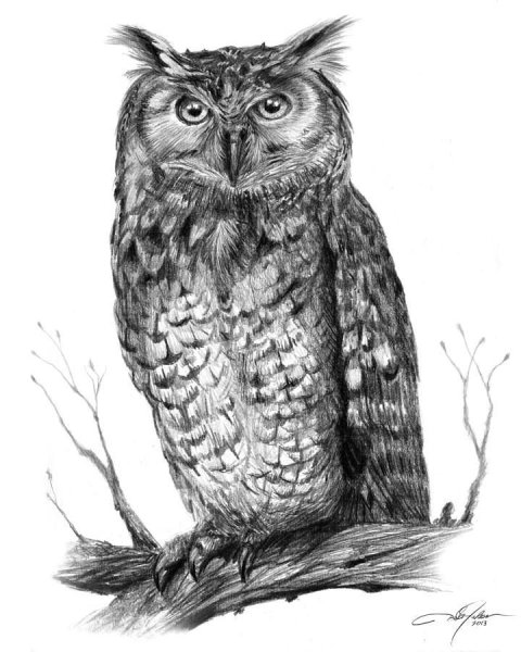 Сова рисунок