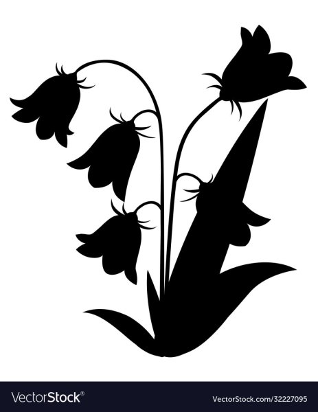 Колокольчик персиколистный раскраска