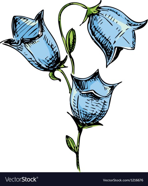 Колокольчик цветок раскраска для детей