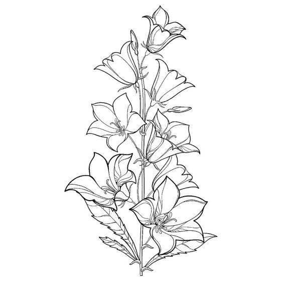 Колокольчик персиколистный раскраска