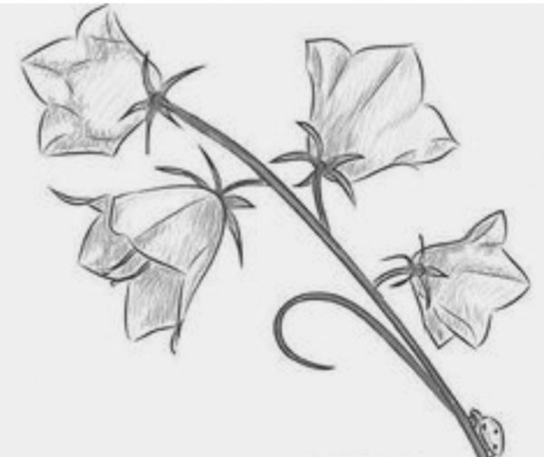 Раскраска колокольчик цветок