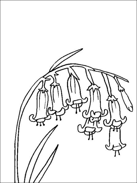 Колокольчик раскраска для детей