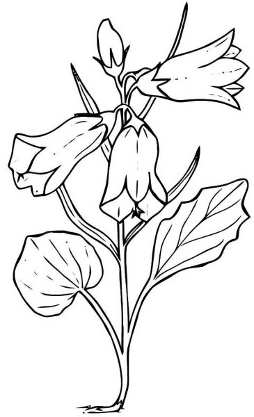 Колокольчик раскраска для детей