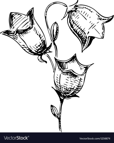 Раскраска колокольчик цветок