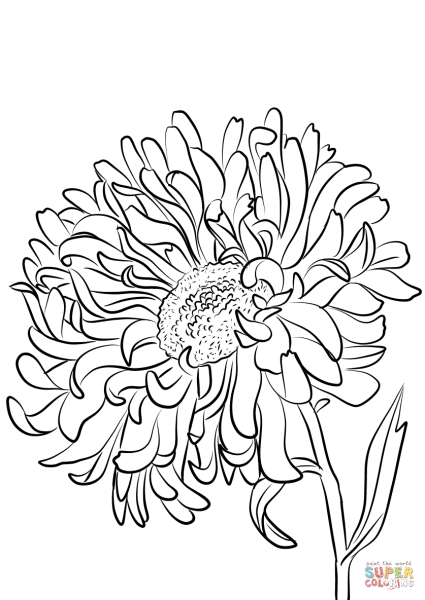 Раскраска Астра цветок