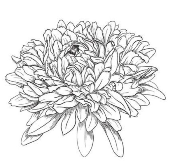 Астра тату эскиз