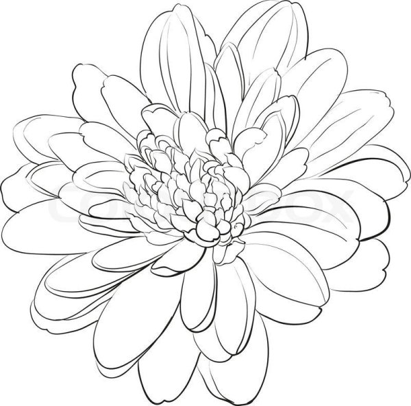 Хризантема рисунок