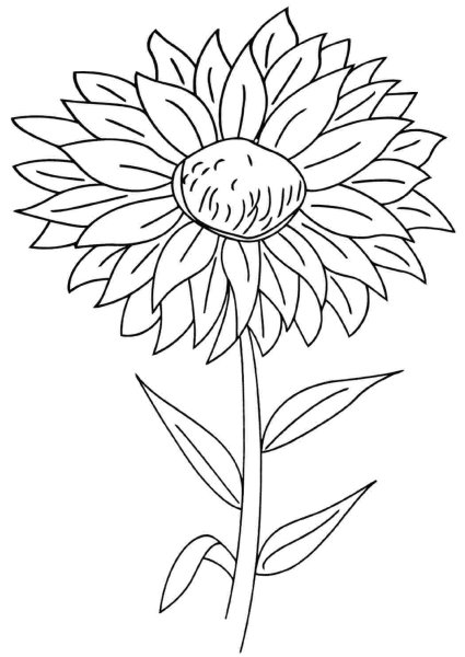 Раскраска Астра цветок