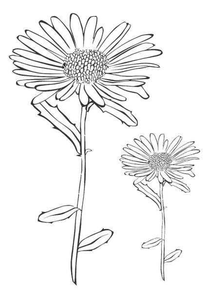 Астра раскраска