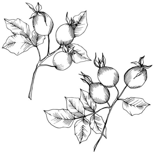 Шиповник скетч