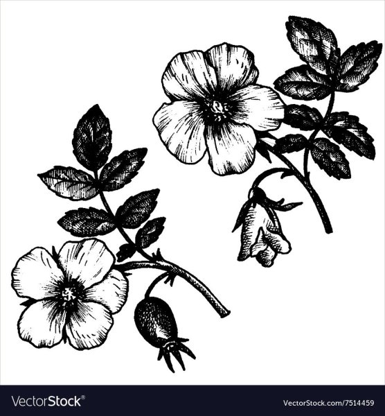 Шиповник рисунок