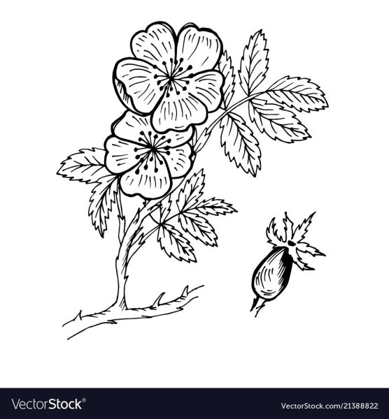 Шиповник рисунок