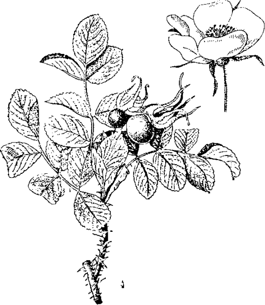 Кусты шиповника черно белым