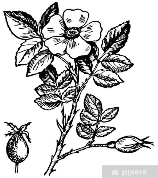 Шиповник раскраска