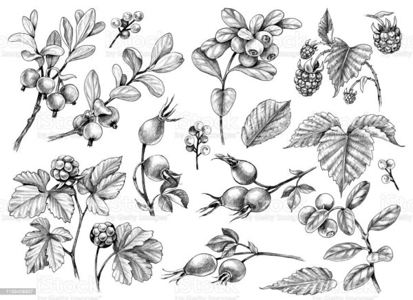 Ягоды в графике