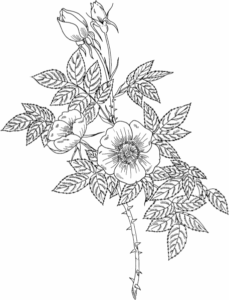 Шиповник раскраска