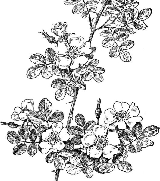 Шиповник чб