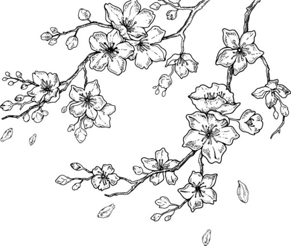 Веточка Сакуры Графика